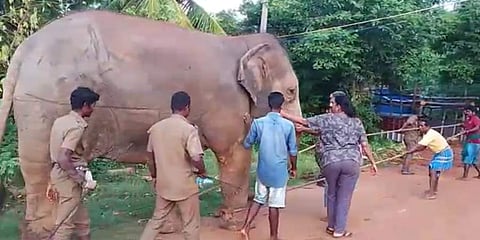 The forest officer denied the use of bamboo sticks and bullhooks to make the elephants climb the trucks. (Videograb)