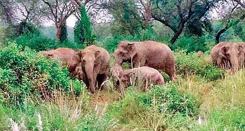 According to officials, a herd of 42 elephants is currently active in the region, moving through the forests of Mandu, Ghatto and Kuju.(Representative image)