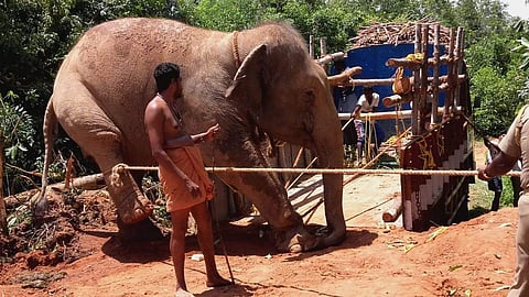 Jayanthy being translocated from Marakkanam to Tiruchy. The elephant was allegedly tortured as it refused to cooperate with the resettlement. (Photo | G Pattabiraman, EPS)