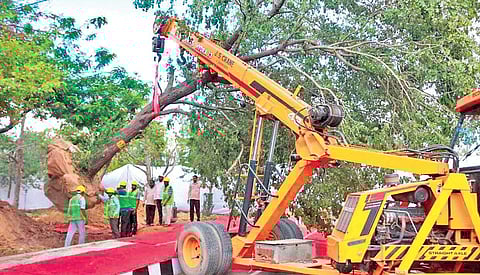 After uprooting, the roots are trimmed, provided with soil and compost and tied. (Photo | Delhi government)