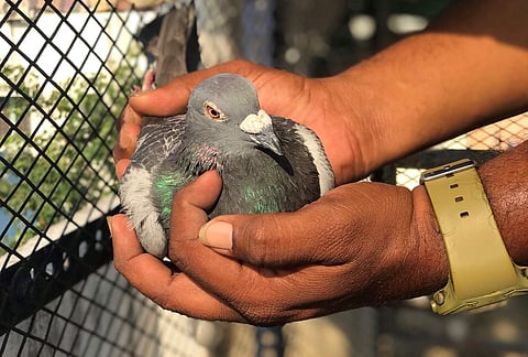 OP Vijayakumar shows his pigeon that's in training.