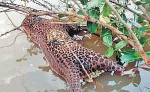 three-year-old leopard lying dead (Photo | EPS)