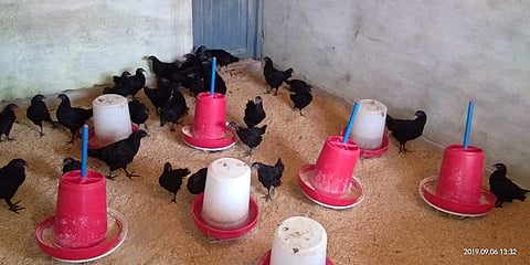 The remaining Kadaknath chicks in the poultry farm have been put under CCTV surveillance (Photo | EPS)