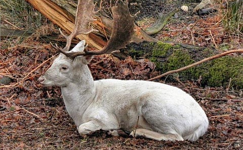 In February 1991, the United Nations agronomist Laurent Chazee photographed the antlers. ( Photo | ANI )