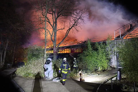 Firefighters stand in front of the burning monkey house at Krefeld Zoo, in Krefeld, Germnay. (Photo | AP)