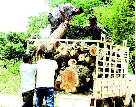 Illegal tree cutting in Shivamogga district of Karnataka (File Photo | EPS)