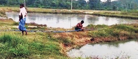 Farming of the Magur variety has been banned from 2000 because of its harmful impact on indigenous varieties of fish.