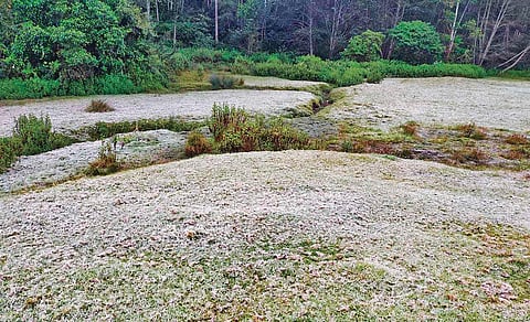 Grass blanketed with a thick layer of frost after the temperature in Munnar dipped to minus one degree on Saturday | Express