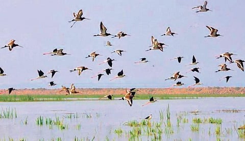 A record 28,569 water birds were counted during the Mahanadi River Waterbird Census - 2020 recently.