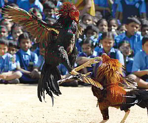 For representational purposes (File | EPS)