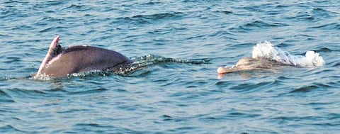 Dolphins in Gahiramatha