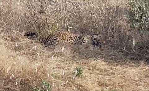 The leopard which got trapped in a snare at Telangana's Nalgonda district| Express
