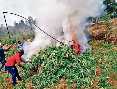Ganja crops being destroyed in Koraput. (Photo | EPS)