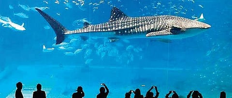 Mumbai diary: New aquarium at Aarey