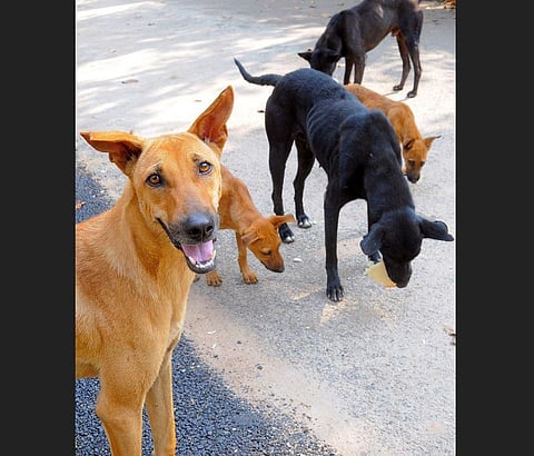 Image of stray dogs used for representational purpose (File Photo |  Vinod Kumar T, EPS)