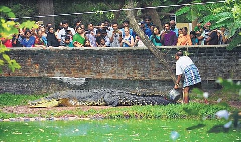 Jaws, India’s biggest Crocodile died on Monday morning at the Madras Crocodile Bank | SPECIAL ARRANGEMENT
