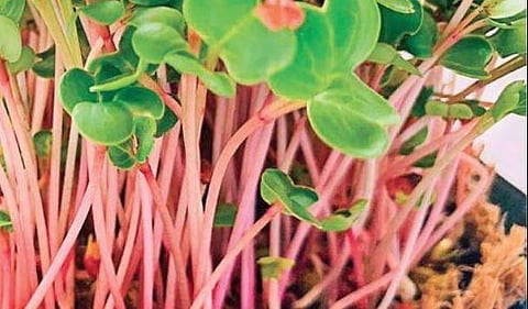 Time to show a green thumb