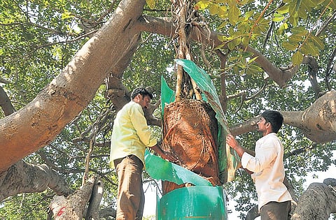 An ailing centuries-old banyan tree could soon get an official heritage stamp