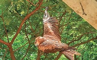 A black kite caught in Chinese manja