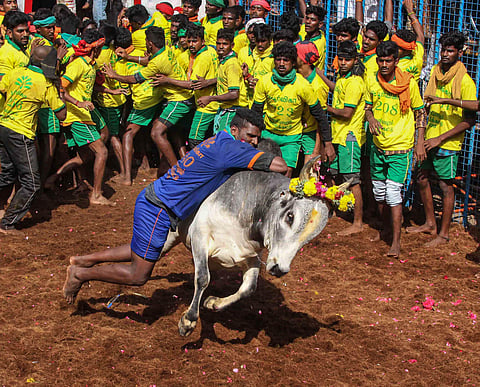 Over 2,000 bulls will participate in Jallikattu, which will be held till January 31 in the state. (Photo | PTI)