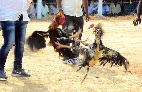 Cockfights organized on the occassion of Sankranti festival at Madepalli village of Eluru rural mandal in West godavari district on Thursday. (Photo | EPS)