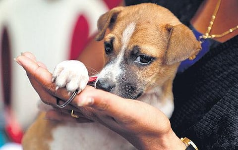 (File picture) A woman snugs an adopted dog during an adoption drive in Kochi  Express