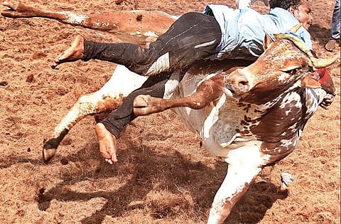Taking the bull by its horns: Despite injuries, Jallikattu goes on in Tamil Nadu