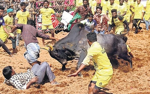 One dead, one injured in jallikattu in Krishnagiri