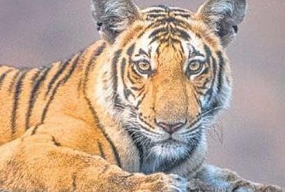 Forest department leaks Wild Karnataka online, filmmakers furious