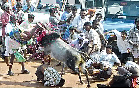 2009: People try to tame a bull at a jallikattu, organised as part of the Pongal celebrations at Melasooriyur near Tiruchy (EPS|S Arun)