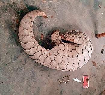 Pangolin (File Photo |EPS)