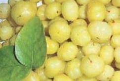 The healthy food fix