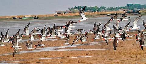 Migratory birds in Bhitarkanika National Park (Photo | EPS)