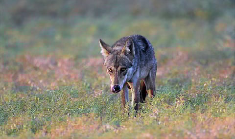 PICS:INDRAJIT GHORPADE