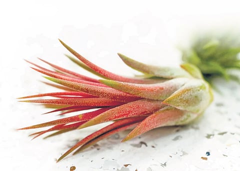 All about air plants