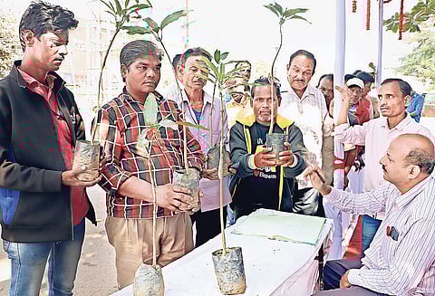 Saplings being distributed among people at a kiosk in Bhubaneswar | EXPRESS