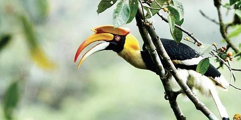 Great Hornbill