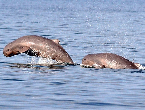 Irrawaddy dolphins