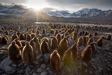 Still from 'Seven Worlds, One Planet'