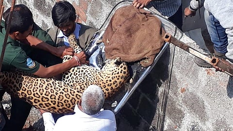 The tranquilised leopard was shifted to Nehru Zoological park in Hyderabad. (Photo| EPS)