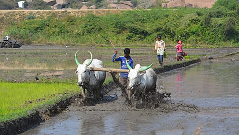 Farmers busy cultivating rice in their fields in Ballari district (Photo| D Hemanth, EPS)