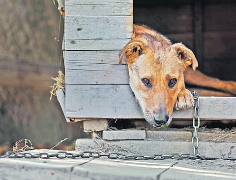 Tethering your dog? Think again