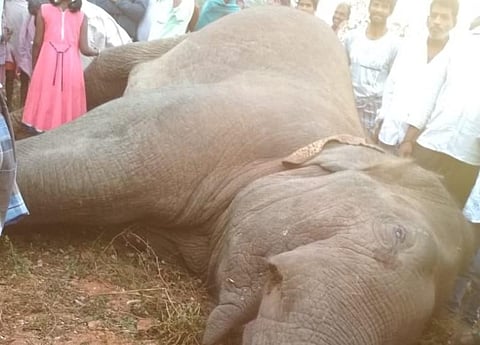The wild elephant died after touching a live wire. (Photo| EPS)