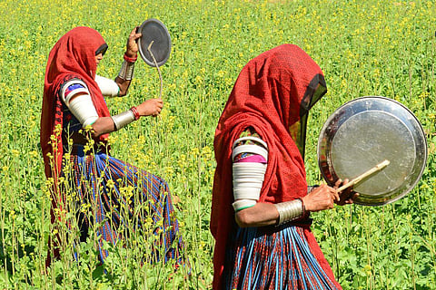 Villagers bang steel utensils in a bid to clear locusts from their farmlands. (File photo | AFP)