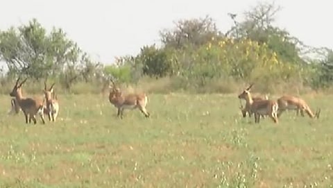 Blackbucks eat on Bengal gram crops after losing their national habitat. (Photo| EPS)