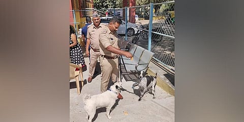 Commands such as 'sit', 'stay' and 'jump' are being taught to strays. (Photo| Express)