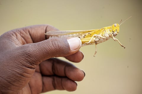 The hum of millions of locusts on the move is broken by the screams of farmers and the clanging of pots and pans. But their noise-making does little to stop the voracious insects from feasting on their crops in rural Africa. (Photo | AP)