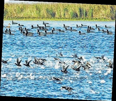 Beas river in Punjab among three wetlands picked as Ramsar sites