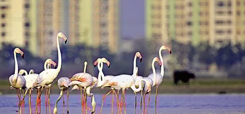 Flamingos in Sholinganallur. Their place is taken up by buildings all around | Atreyo Mukhopadhyay