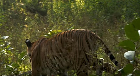 From otters chasing tigers to an Indian leopard hunting, dancing frogs to drone footage of elephants and tigers, the movie will provide absolute visual spectacle for the viewers. (Photo | Youtube screengrab)